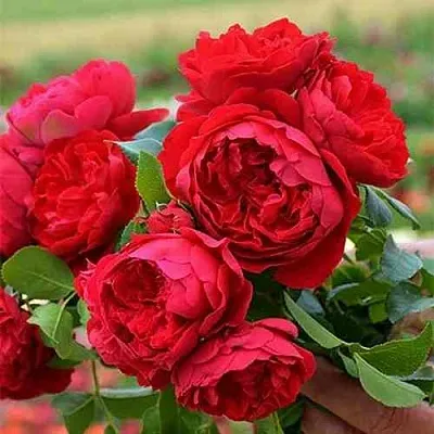 Саженцы роз ФЛОРЕНТИНА плетистая  Саженцы роз ФЛОРЕНТИНА плетистая в Архангельске