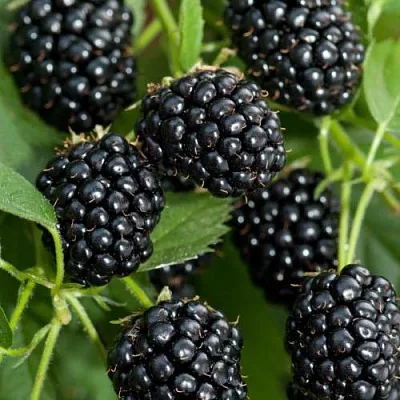 Ежевика АГАВАМ  Ежевика АГАВАМ в Архангельске