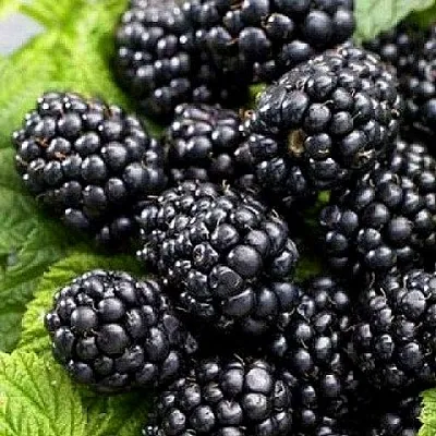 Ежевика БЖЕЗИНА бесшипная  Ежевика БЖЕЗИНА бесшипная в Архангельске