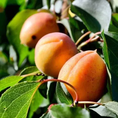 Абрикос БАЙ — описание сорта Абрикос БАЙ в Архангельске