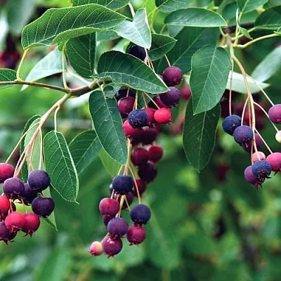 саженцы ирги саженцы ирги