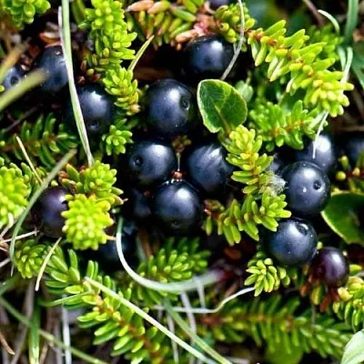 Водяника  Водяника в Архангельске