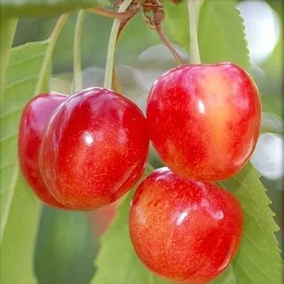 Черешня МЕДУНИЦА  Черешня МЕДУНИЦА в Архангельске