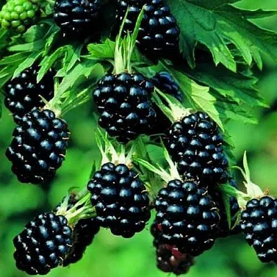 Ежевика КИТАНИНИ бесшипная  Ежевика КИТАНИНИ бесшипная в Архангельске