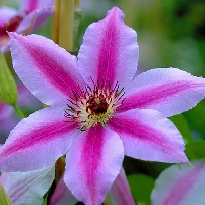 Клематис НЕЛЛИ МОЗЕР  Клематис НЕЛЛИ МОЗЕР в Архангельске