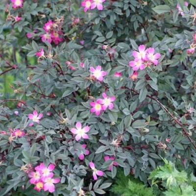 Саженцы роз сизая — описание сорта Саженцы роз сизая в Архангельске