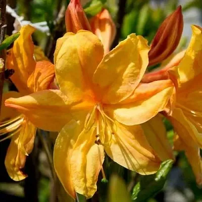 Азалия ГОЛДЕН ЛАЙТС листопадная  Азалия ГОЛДЕН ЛАЙТС листопадная в Архангельске