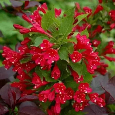 Вейгела РЕД ПРИНЦ  Вейгела РЕД ПРИНЦ в Архангельске