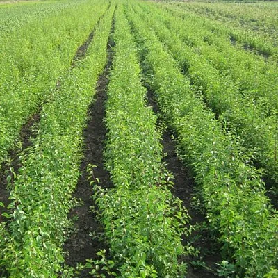 Подвой  Подвой в Архангельске