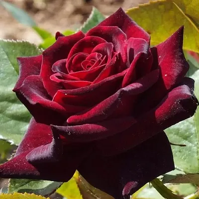 Саженцы роз БЛЭК БАККАРА чайно-гибридная в Архангельске