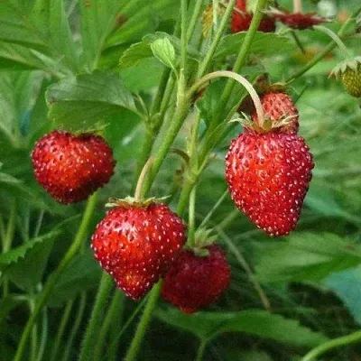 Земляника АЛЬПИЙСКАЯ в Архангельске