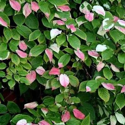 саженцы актинидии