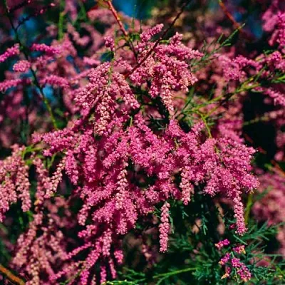 Тамарикс  Тамарикс в Архангельске