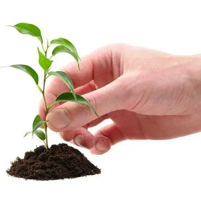 Саженцы  Саженцы в Архангельске