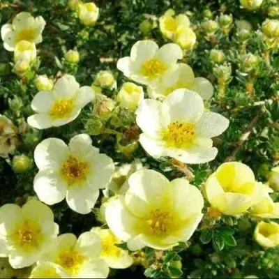 Лапчатка КЛОНДАЙК кустарниковая — описание сорта Лапчатка КЛОНДАЙК кустарниковая в Архангельске