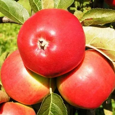 Яблоня СЯБРЫНА в Архангельске