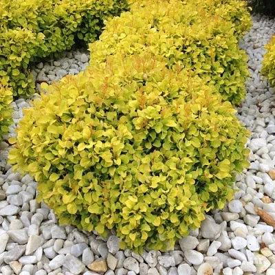 Барбарис БОНАНЗА ГОЛД тунберга  Барбарис БОНАНЗА ГОЛД тунберга в Архангельске