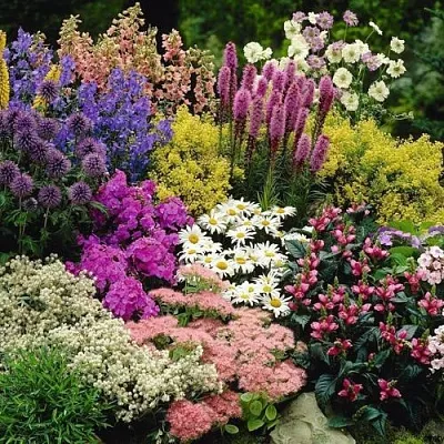 Многолетние растения  Многолетние растения в Архангельске