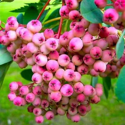 Рябина ПИНК сладкоплодная  Рябина ПИНК сладкоплодная в Архангельске