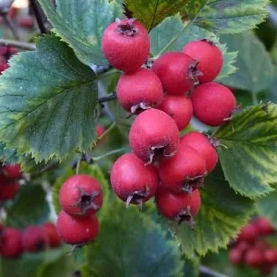 Боярышник АРНОЛЬДА  Боярышник АРНОЛЬДА в Архангельске