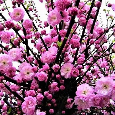 Миндаль  Миндаль в Архангельске