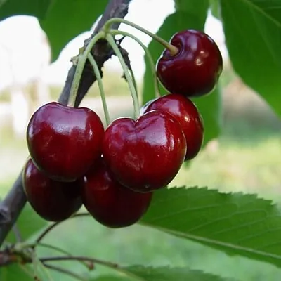 Черешня СТЕЛЛА  Черешня СТЕЛЛА в Архангельске