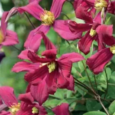 Клематис СТРОУБЕРРИ ФИЛДС  Клематис СТРОУБЕРРИ ФИЛДС в Архангельске