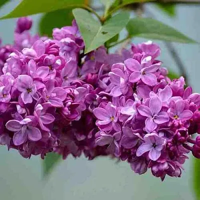 Сирень   Сирень  в Архангельске