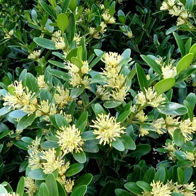 Самшит  Самшит в Архангельске