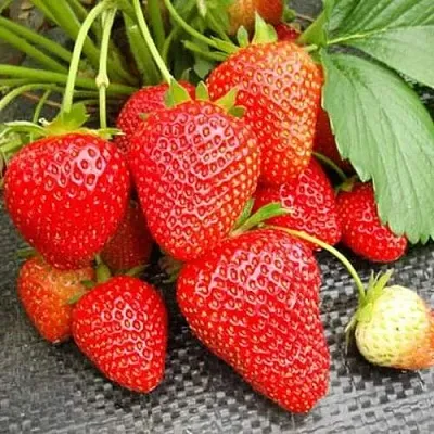 Клубника ВИМА РИНА ремонтантная в Архангельске