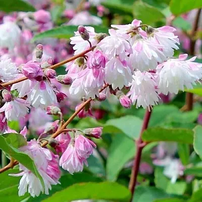 Дейция  Дейция в Архангельске