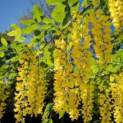 Бобовник  Бобовник в Архангельске