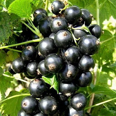 Смородина черная ГАРМОНИЯ  Смородина черная ГАРМОНИЯ в Архангельске