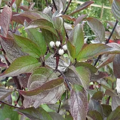 Дерен КЕССЕЛЬРИНГИ  Дерен КЕССЕЛЬРИНГИ в Архангельске