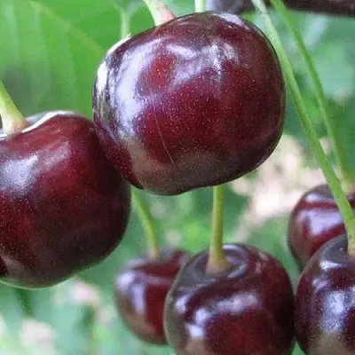 Дюк ФАКЕЛ  Дюк ФАКЕЛ в Архангельске