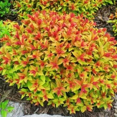 Спирея ГОЛДФЛЕЙМ в Архангельске