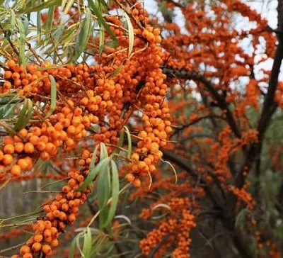 Облепиха СЕРАФИМА  Облепиха СЕРАФИМА в Архангельске