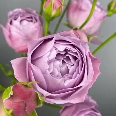 Саженцы роз ЛАВЕНДЕР БАБЛС спрей  Саженцы роз ЛАВЕНДЕР БАБЛС спрей в Архангельске