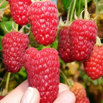 Малина МОСКОВСКИЙ ВЕЛИКАН в Архангельске