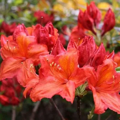 Азалия ЛИЛИНШТЕЙН японская  Азалия ЛИЛИНШТЕЙН японская в Архангельске