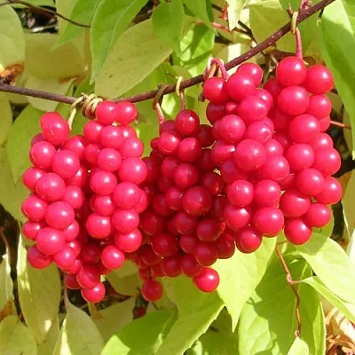 Лимонник  Лимонник в Архангельске