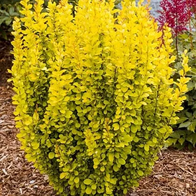 Барбарис ГОЛДЕН ТОРЧ тунберга  Барбарис ГОЛДЕН ТОРЧ тунберга в Архангельске