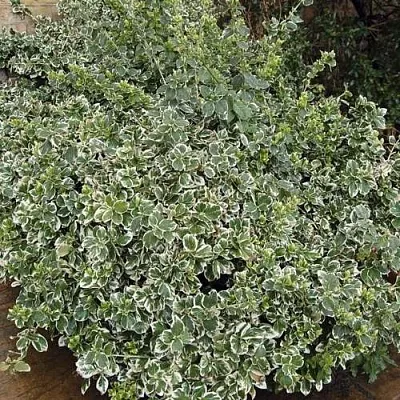 Бересклет ЭМЕРАЛЬД ГАИТИ форчуна  Бересклет ЭМЕРАЛЬД ГАИТИ форчуна в Архангельске