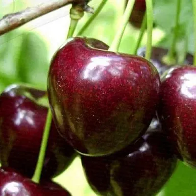Черешня РОССОШАНСКАЯ КРУПНАЯ  Черешня РОССОШАНСКАЯ КРУПНАЯ в Архангельске