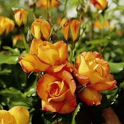 Саженцы роз САХАРА плетистая  Саженцы роз САХАРА плетистая в Архангельске