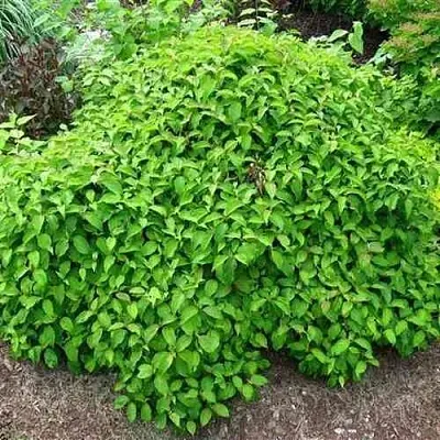 Дерен КЕЛСЕИ шелковистый   Дерен КЕЛСЕИ шелковистый  в Архангельске