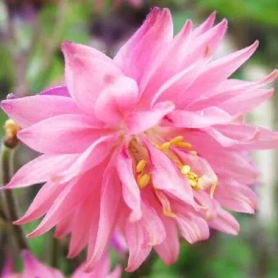 Аквилегия БАРЛОУ ПИНК гибрид МакКаны — описание сорта Аквилегия БАРЛОУ ПИНК гибрид МакКаны в Архангельске