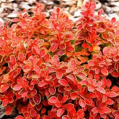 Барбарис КОРАЛ тунберга  Барбарис КОРАЛ тунберга в Архангельске