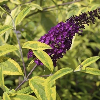 Буддлея давида САНТАНА   Буддлея давида САНТАНА  в Архангельске