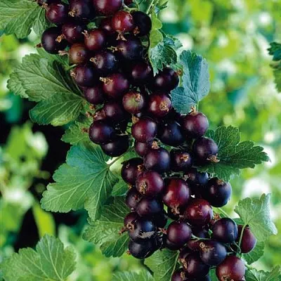 Йошта  Йошта в Архангельске